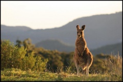 Wallaby next to the AAT Dome