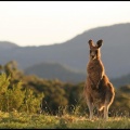 Wallaby next to the AAT Dome